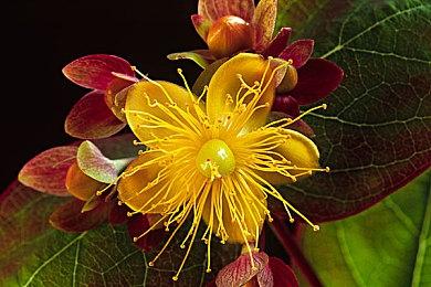 恐怖游戏《灵屋》7月11日发售 用护身符平息鬼怪